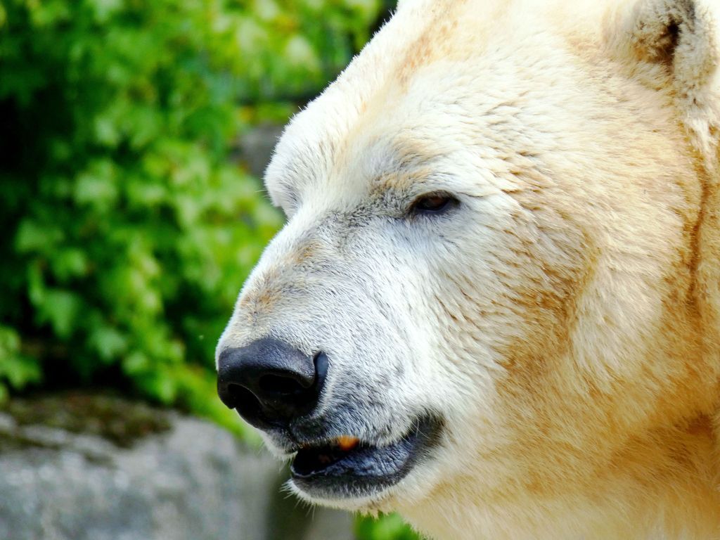 Foto Eisbär nach der Optimierung