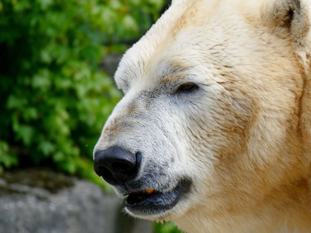 Foto Eisbär ohne Optimierung
