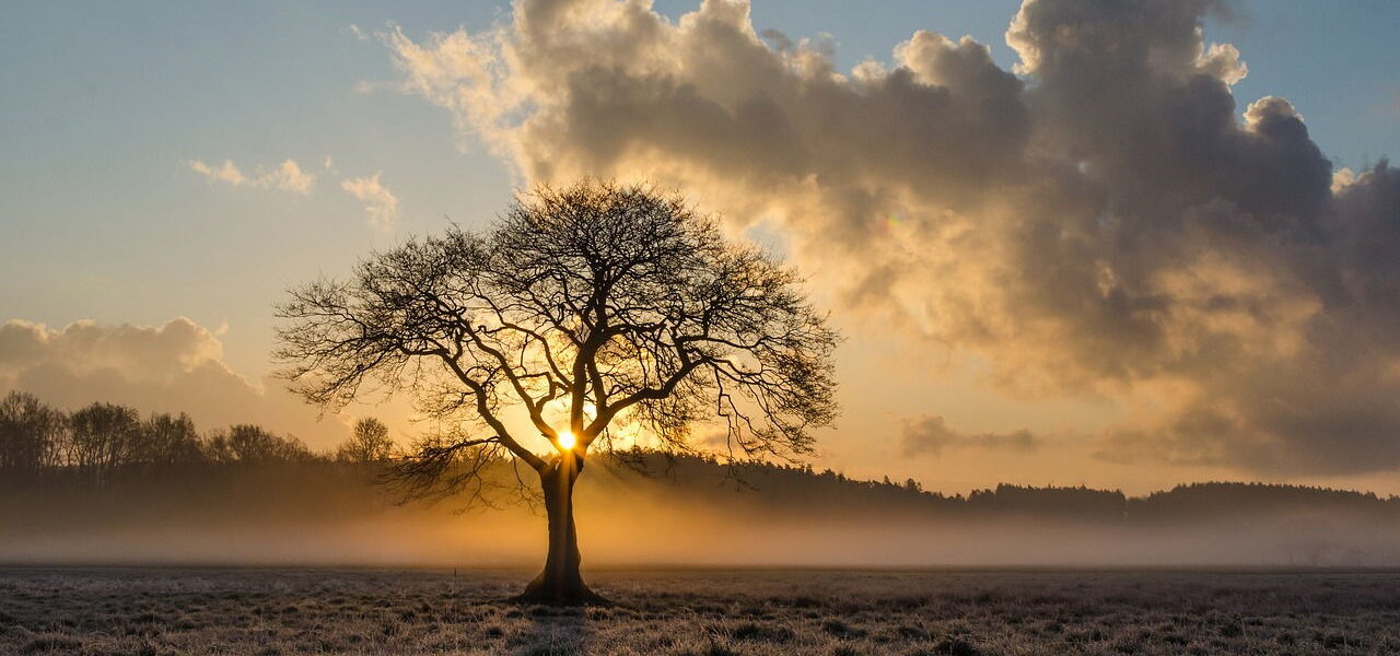 Einsamer Baum Landschaftsfotografie