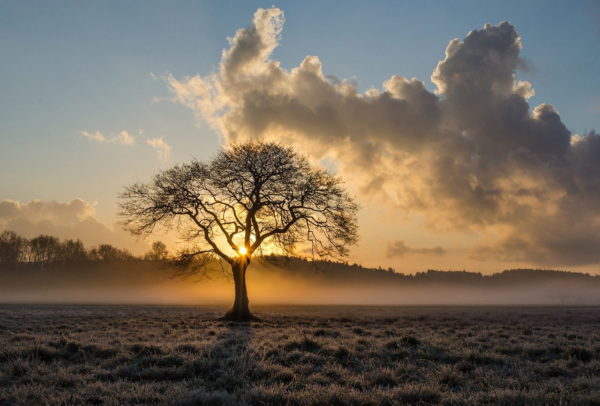 Einsamer Baum Landschaftsfotografie