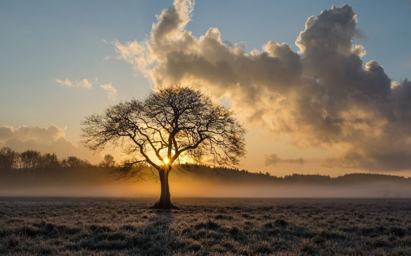 Einsamer Baum Landschaftsfotografie