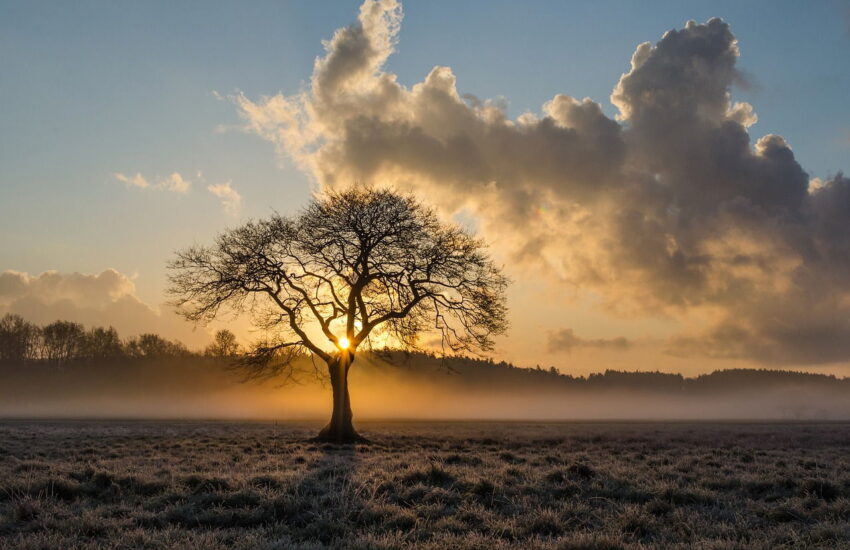Einsamer Baum Landschaftsfotografie