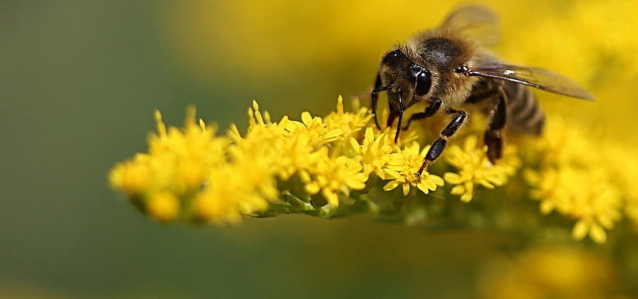 makrofotografie biene gelb pflanze insekt blüte