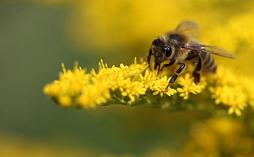 Makrofotografie: Die besten Tipps für beeindruckende Bilder