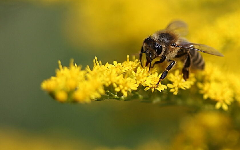 makrofotografie biene gelb pflanze insekt blüte