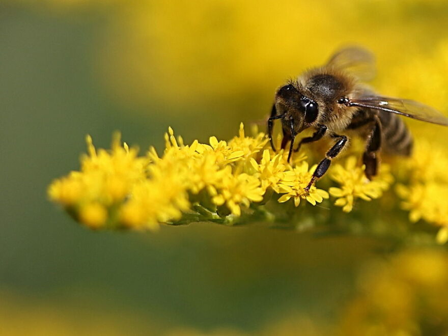 makrofotografie biene gelb pflanze insekt blüte