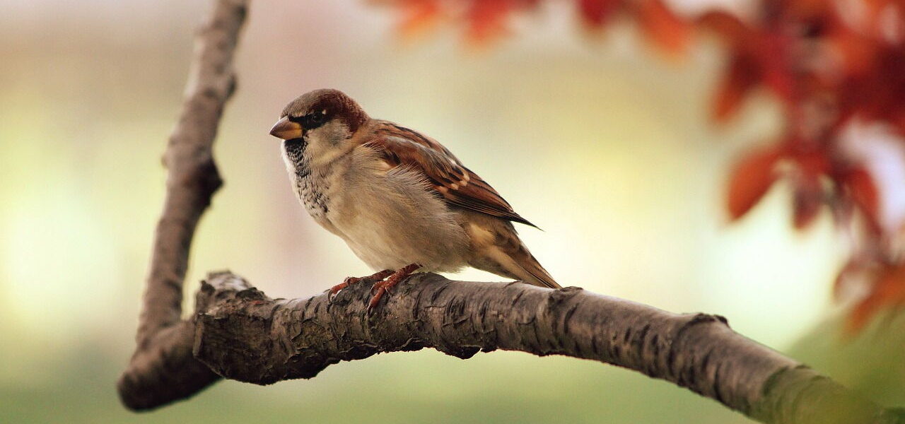 spatz vogel zweig sitzend tier