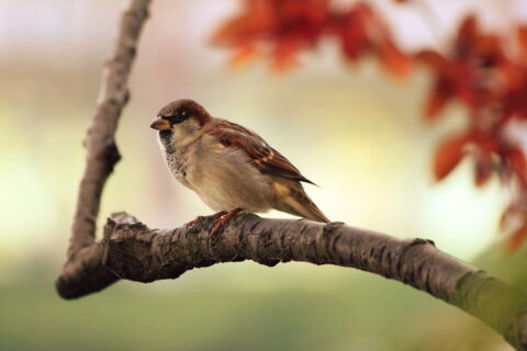 spatz vogel zweig sitzend tier