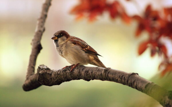 spatz vogel zweig sitzend tier