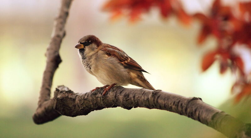 spatz vogel zweig sitzend tier