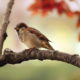 spatz vogel zweig sitzend tier