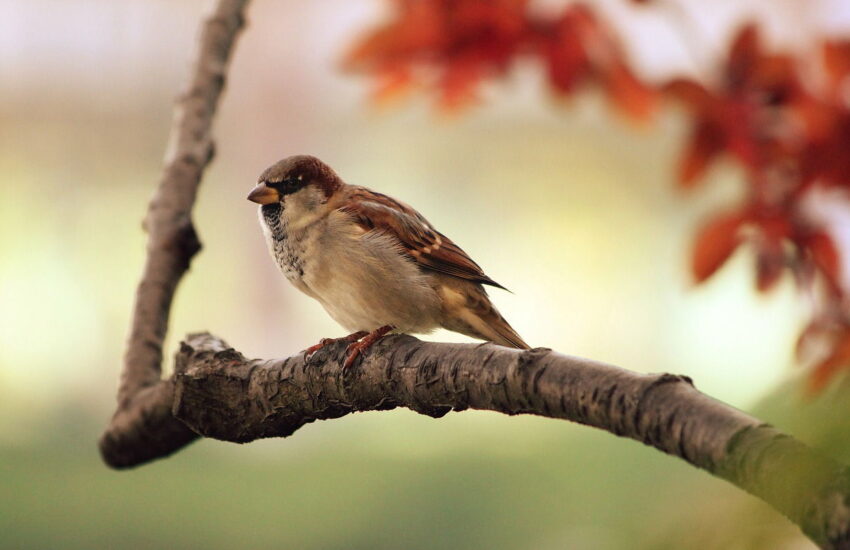 spatz vogel zweig sitzend tier