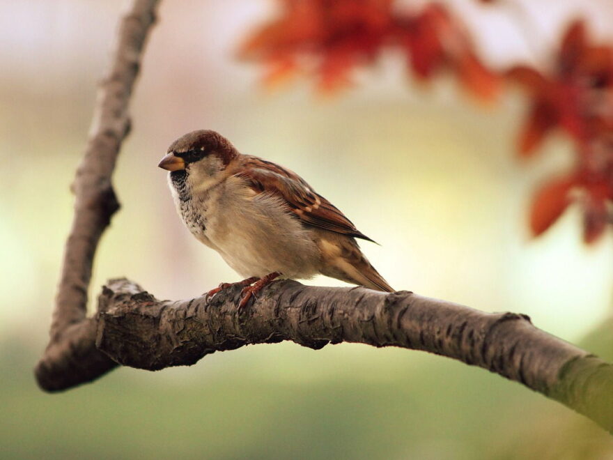 spatz vogel zweig sitzend tier spatz vogel zweig sitzend tier