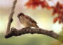 spatz vogel zweig sitzend tier