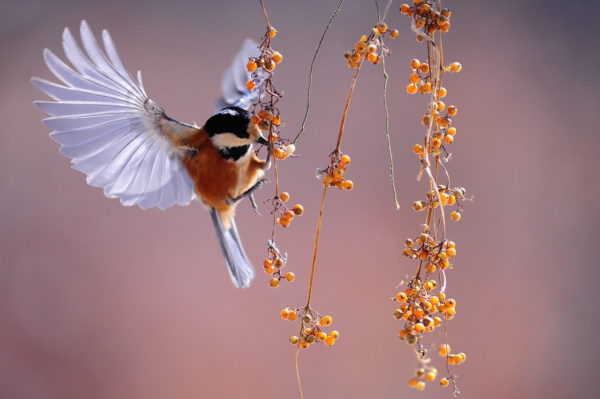 tierfotografie vogel flattern natur tier