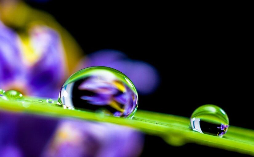 Makro-Objektiv: Alles was du über den Einstieg in die Nahfotografie wissen musst
