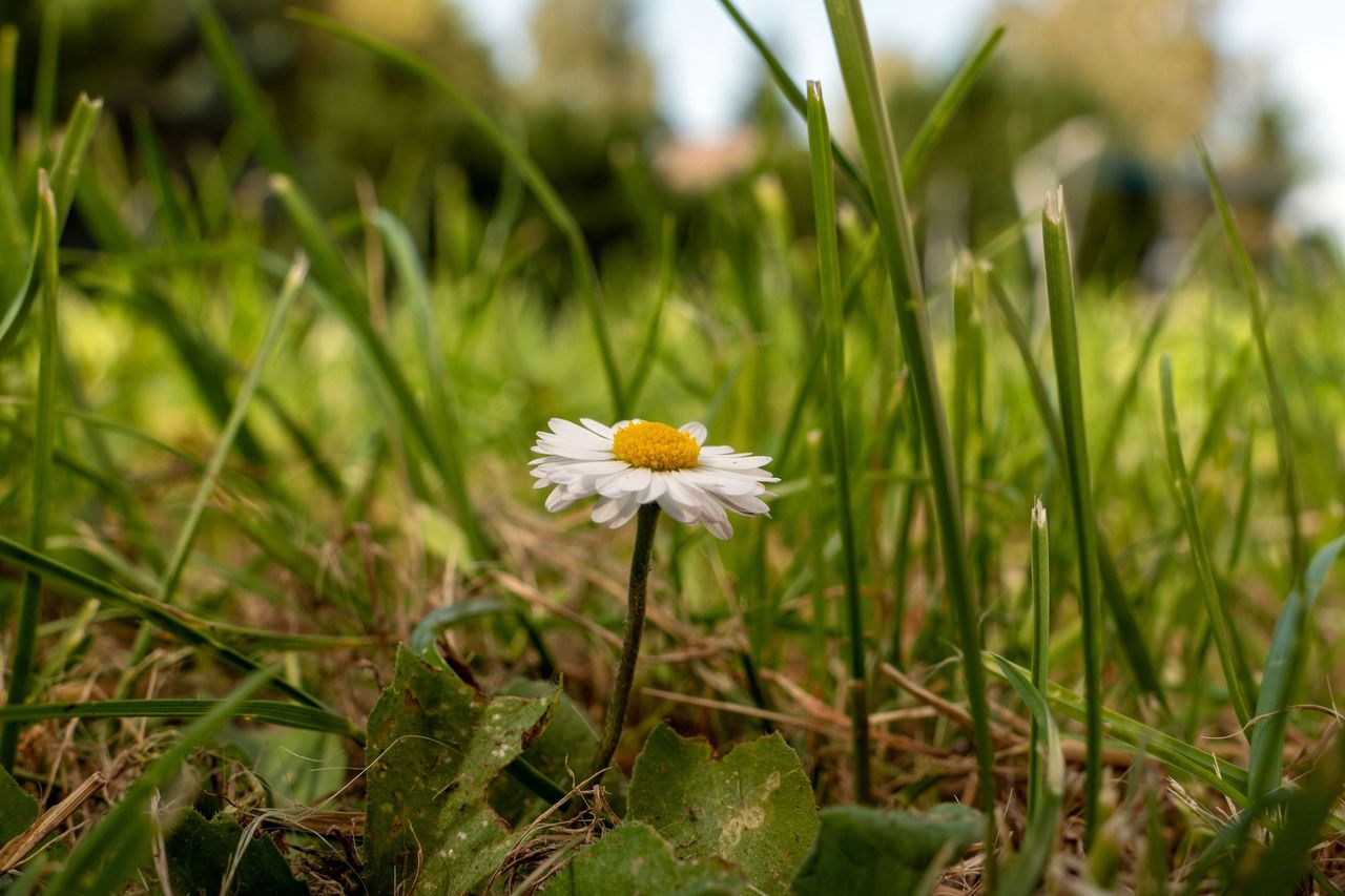Panasonic LUMIX DMC-FZ1000 Testbild 1