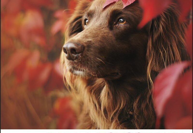 Hundefotografie: Ausdrucksstarke Porträts und actionreiche Aufnahmen