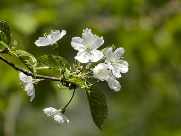 AF-S Fokusmodus Blüten
