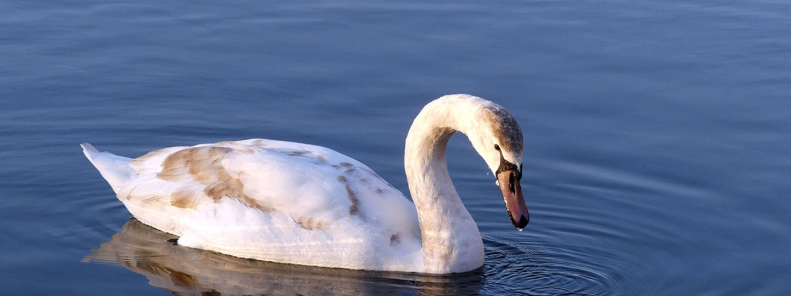 junger Schwan ohne Verwacklungen