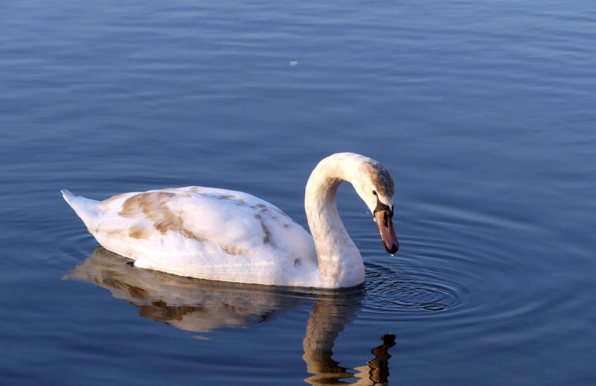 junger Schwan ohne Verwacklungen