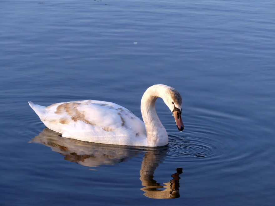 junger Schwan ohne Verwacklungen