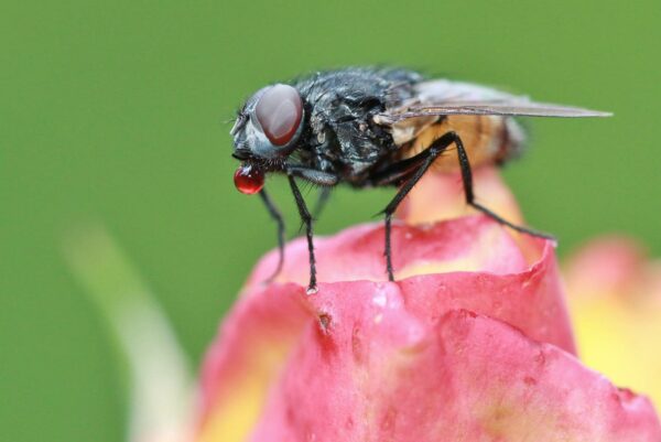 Fliege auf Blüte Makroaufnahme manuell fokussieren bei einer Makroaufnahme