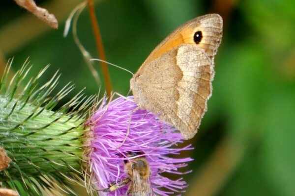 manueller Fokus bei Schmetterling auf Blüte