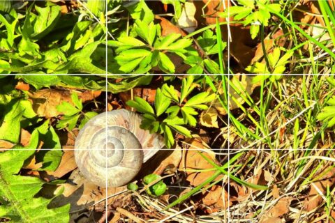 Drittel-Regel in der Bildgestaltung