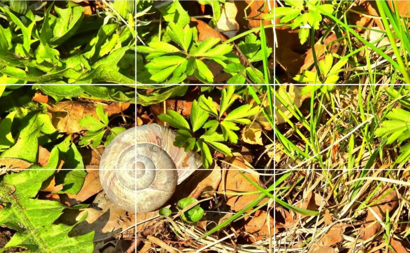Drittel-Regel: So machst du deine Fotos sofort spannender