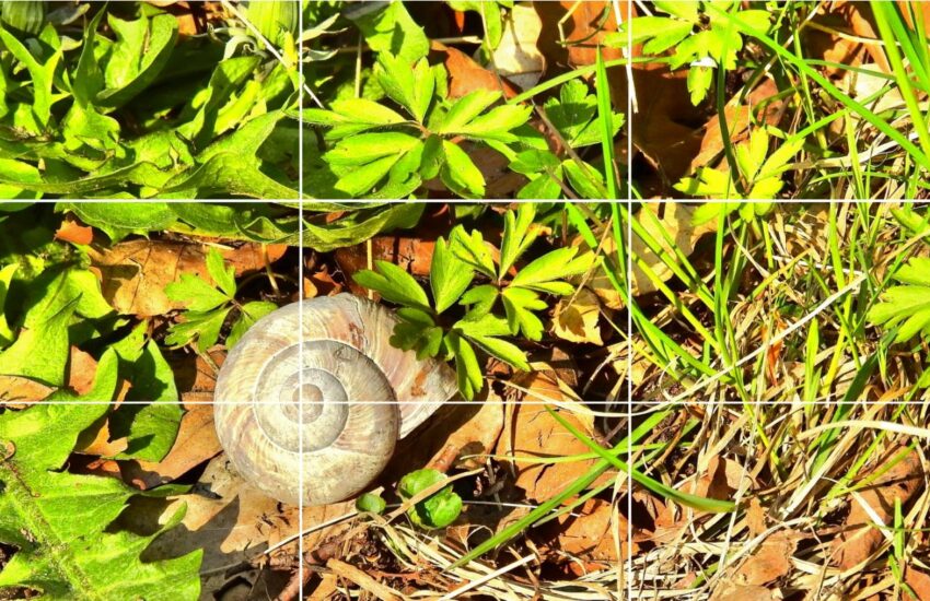 Die Drittel-Regel - Interessante Bilder ganz einfach gestalten 1 Drittel-Regel in der Bildgestaltung