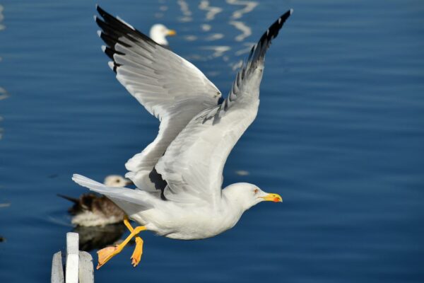 Möwe im Flug fotografiert Möwe im Flug fotografiert