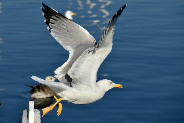 Möwe im Flug fotografiert