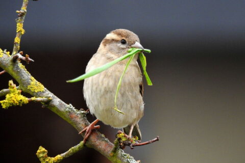 Haussperling mit Nistmaterial im Schnabel auf einem Ast