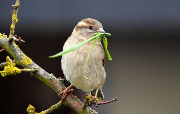 Haussperling mit Nistmaterial im Schnabel auf einem Ast