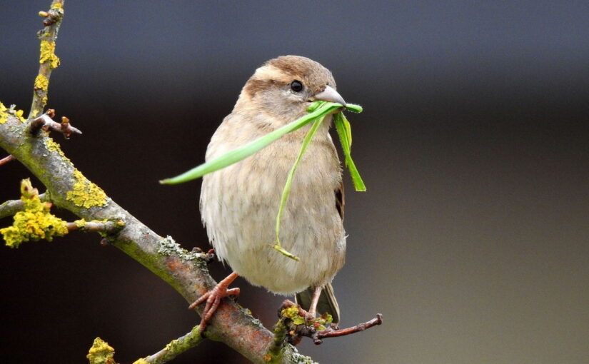Vogelfotografie für Einsteiger – Der ultimative Birding-Guide