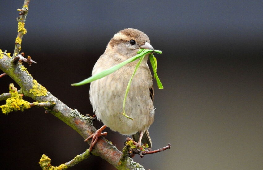 Haussperling mit Nistmaterial im Schnabel auf einem Ast