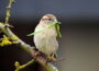 Haussperling mit Nistmaterial im Schnabel auf einem Ast
