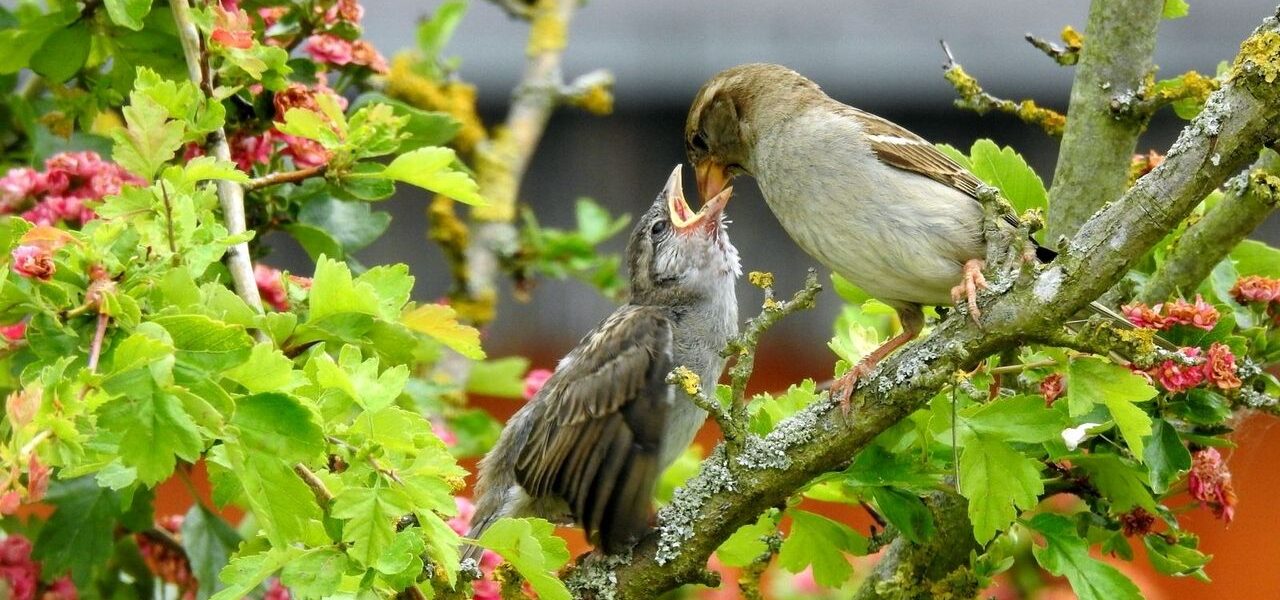 Altvogel füttert Jungvogel auf einem Ast in natürlicher Umgebung