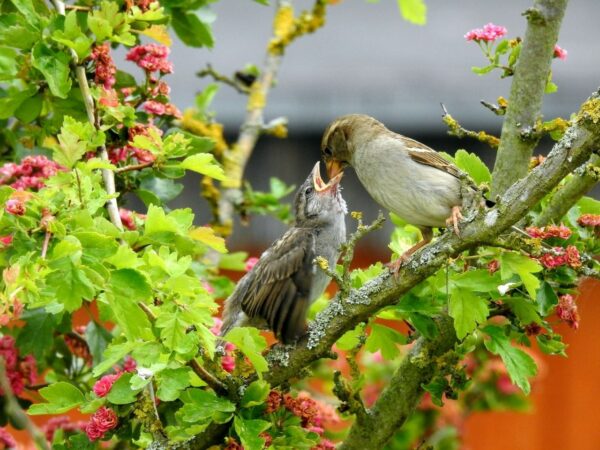 Vogelfotografie Im RAW-Format fotografieren