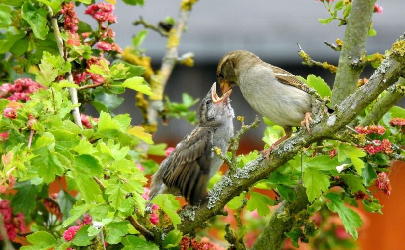 10 wichtige Kameraeinstellungen für die Vogelfotografie