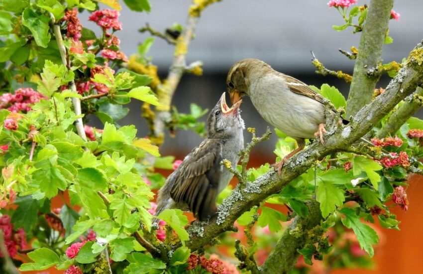 Vogelfotografie Im RAW-Format fotografieren