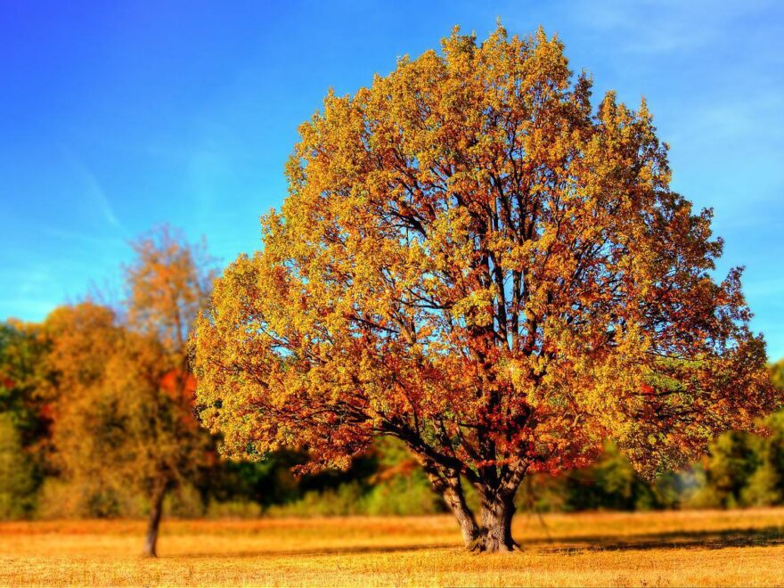baeume fotografieren einzelner baum einzelne Bäume fotografieren
