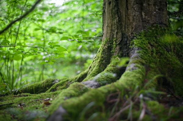 Wurzeln eines Baumes im Wald