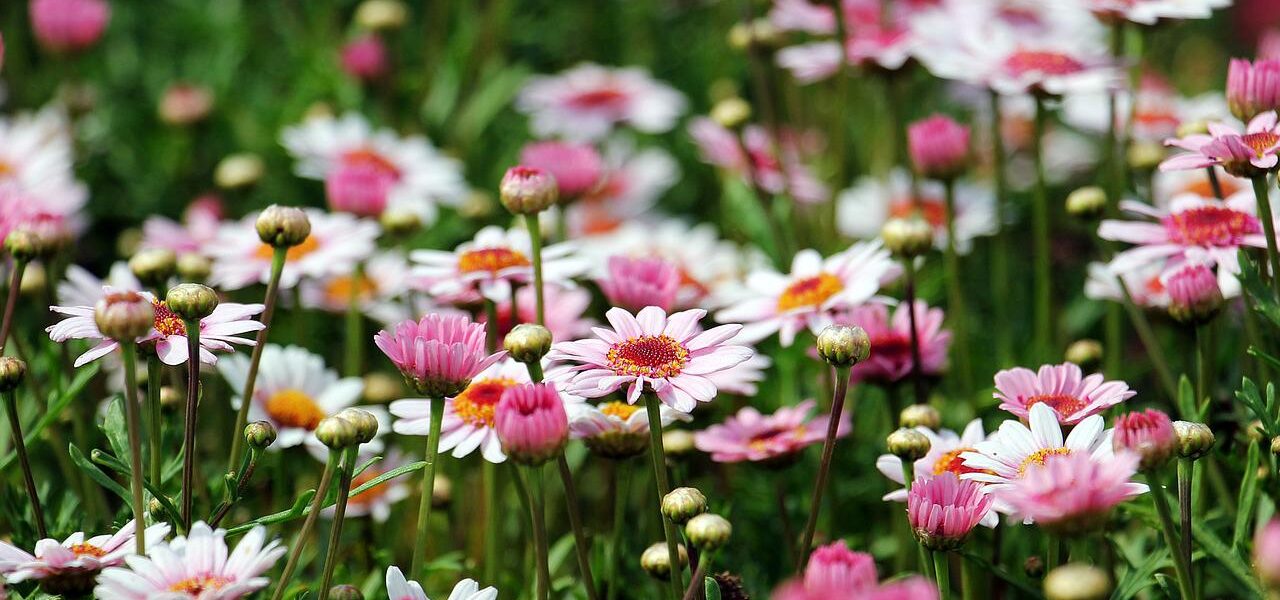 Fotografiere Blumen nicht in strahlendem Sonnenschein