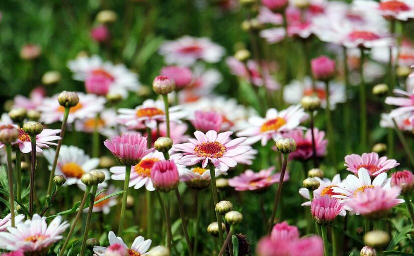 Blumenfotografie: Pflanzen und Blumen fotografieren