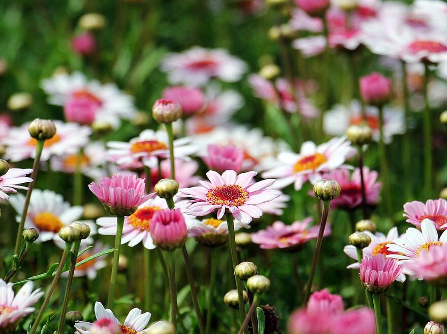Fotografiere Blumen nicht in strahlendem Sonnenschein