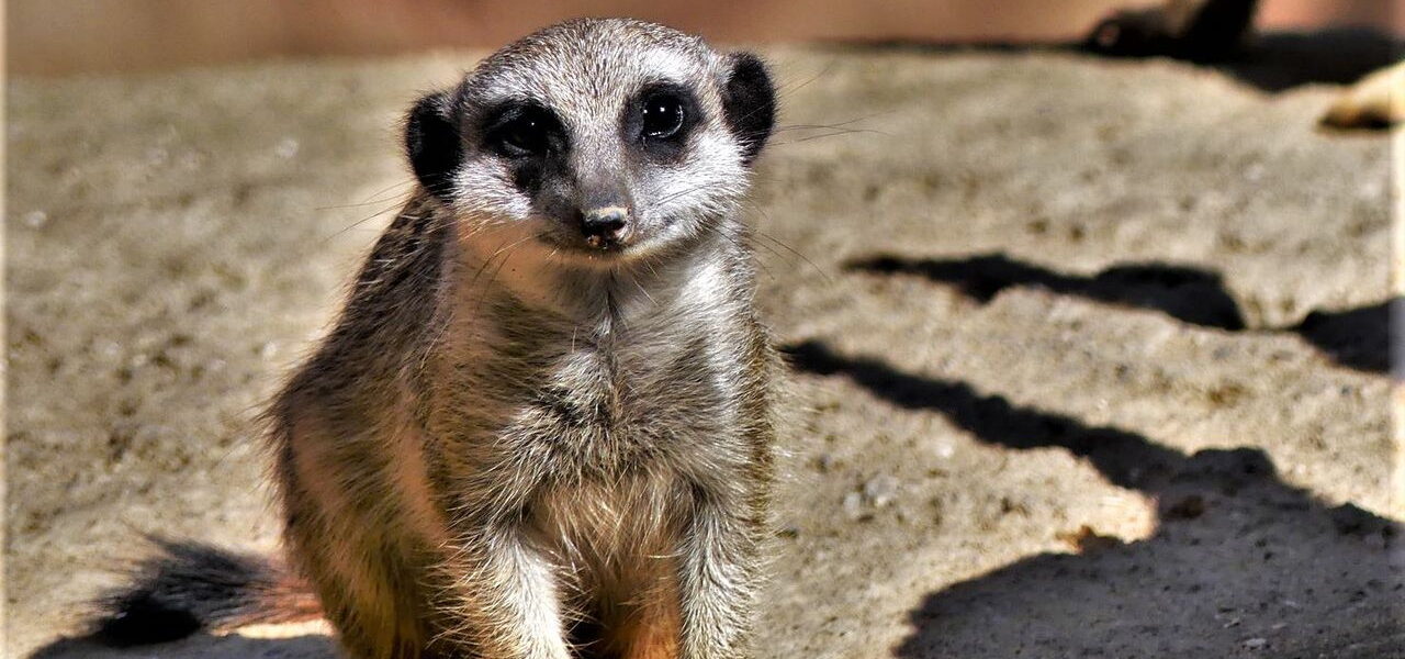 Tipps zum Fotografieren im Zoo