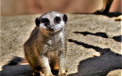 Tipps zum Fotografieren im Zoo