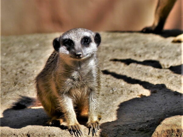 Tipps zum Fotografieren im Zoo